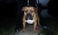 AMERICAN BULLY